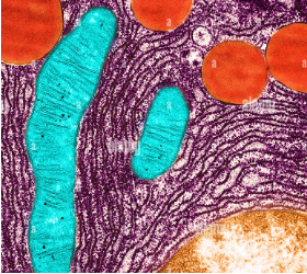 Mitochondria in turquoise