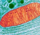 A mitochondria in orange and green