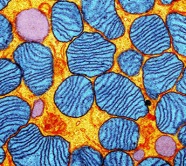 Mitochondria in blue and orange